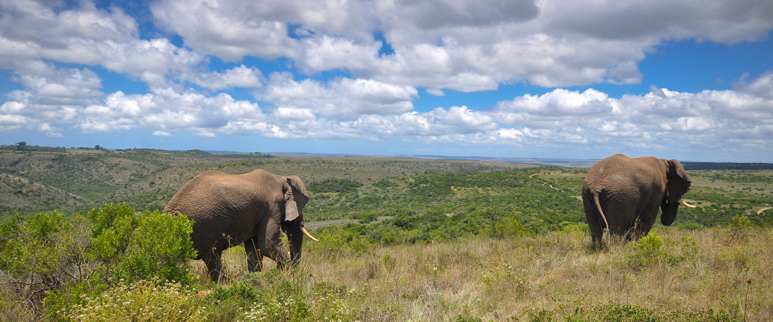 let us know your thoughts about South Africa and we will make sure to deliver the perfect safari 