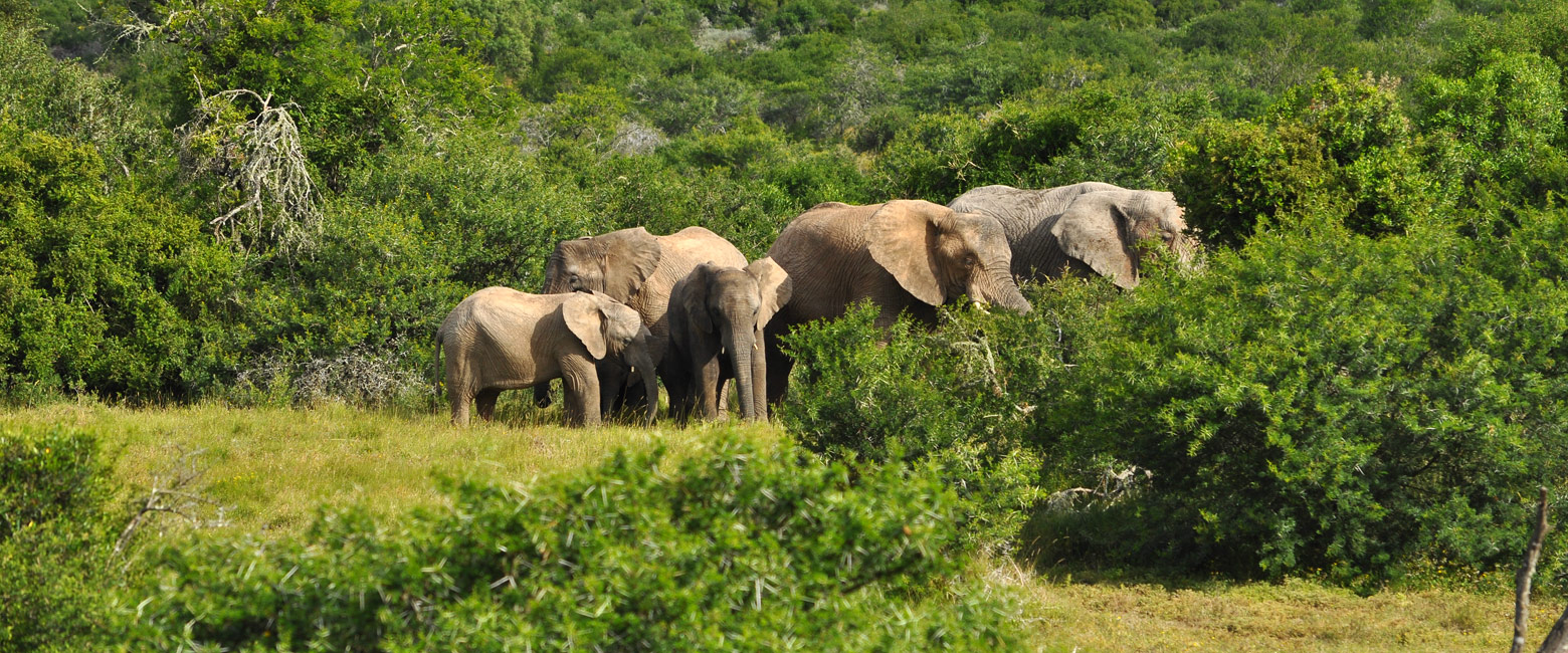 let us know your thoughts about South Africa and we will make sure to deliver the perfect safari 