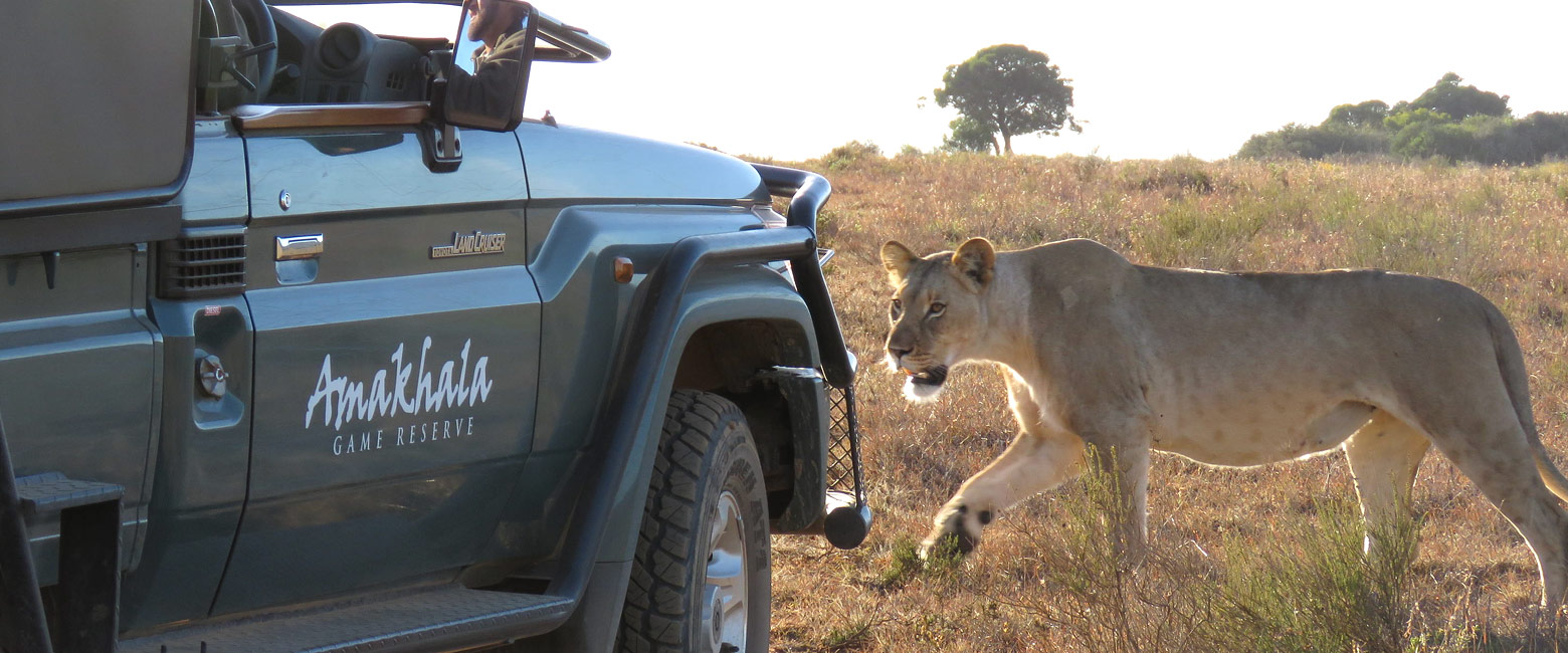 let us know your thoughts about South Africa and we will make sure to deliver the perfect safari 