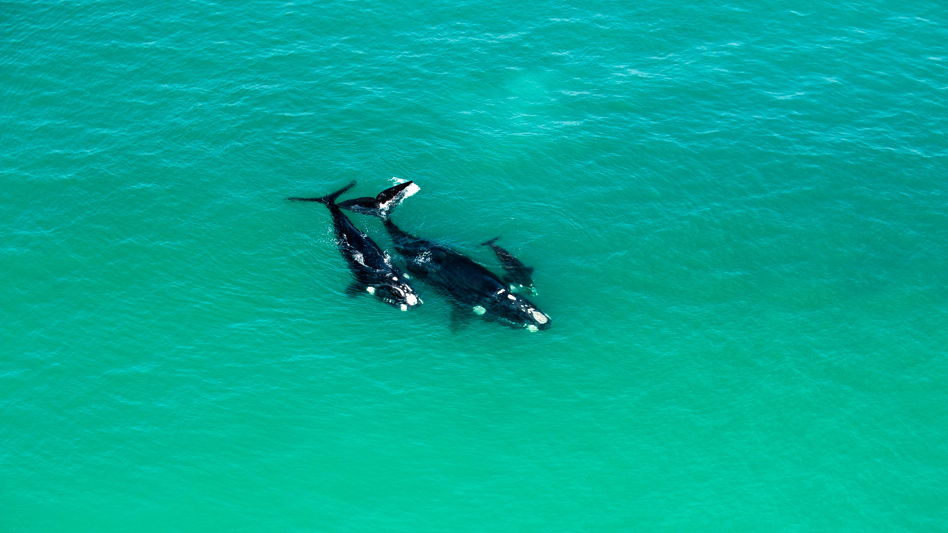 Safari to De Hoop