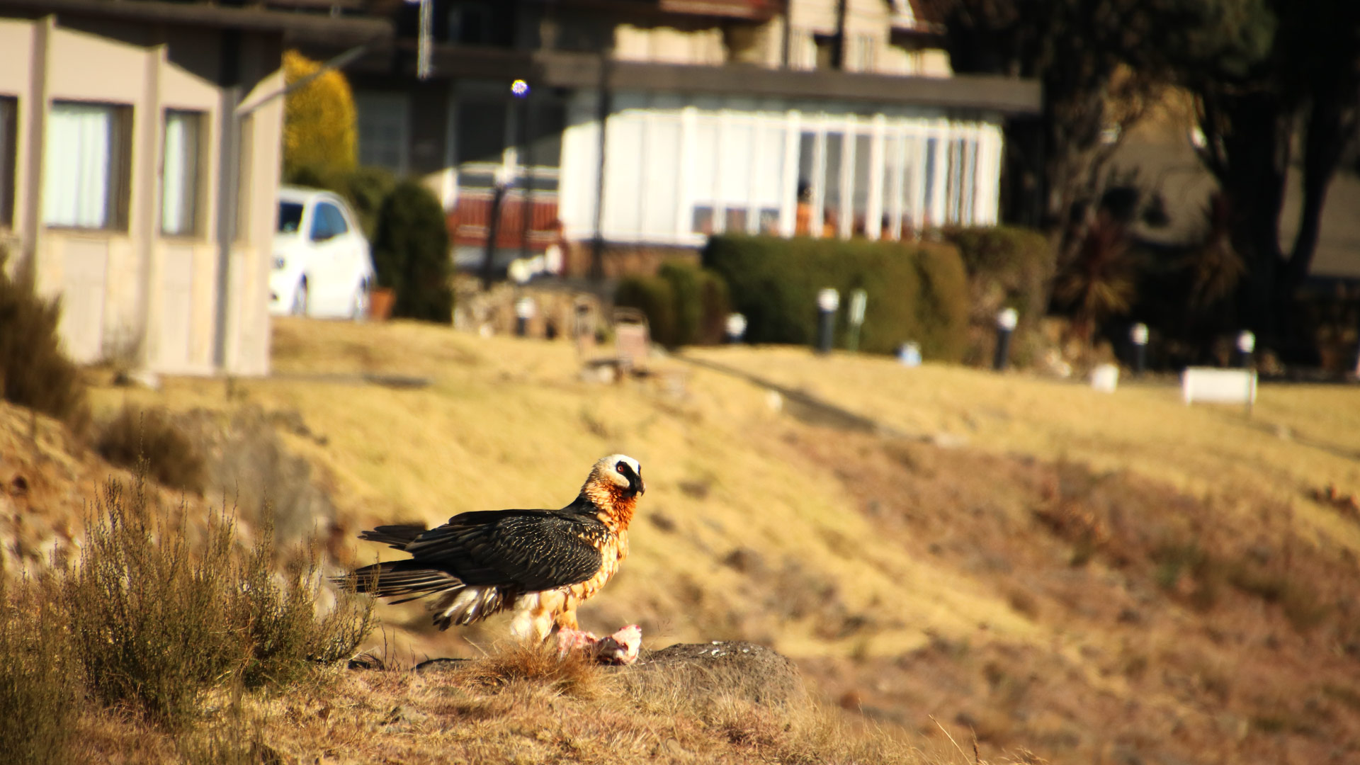 Witsieshoek Mountain Lodge