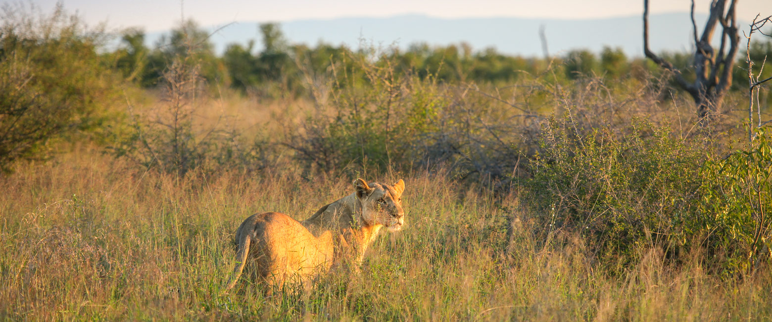 let us know your thoughts about South Africa and we will help you create the perfect safari