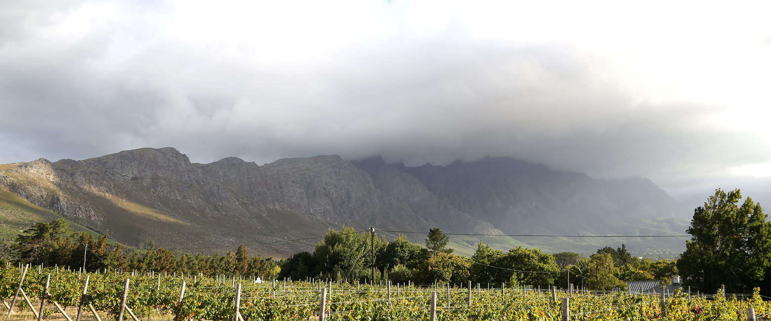 let us know your thoughts about South Africa and we will make sure to deliver the perfect safari 