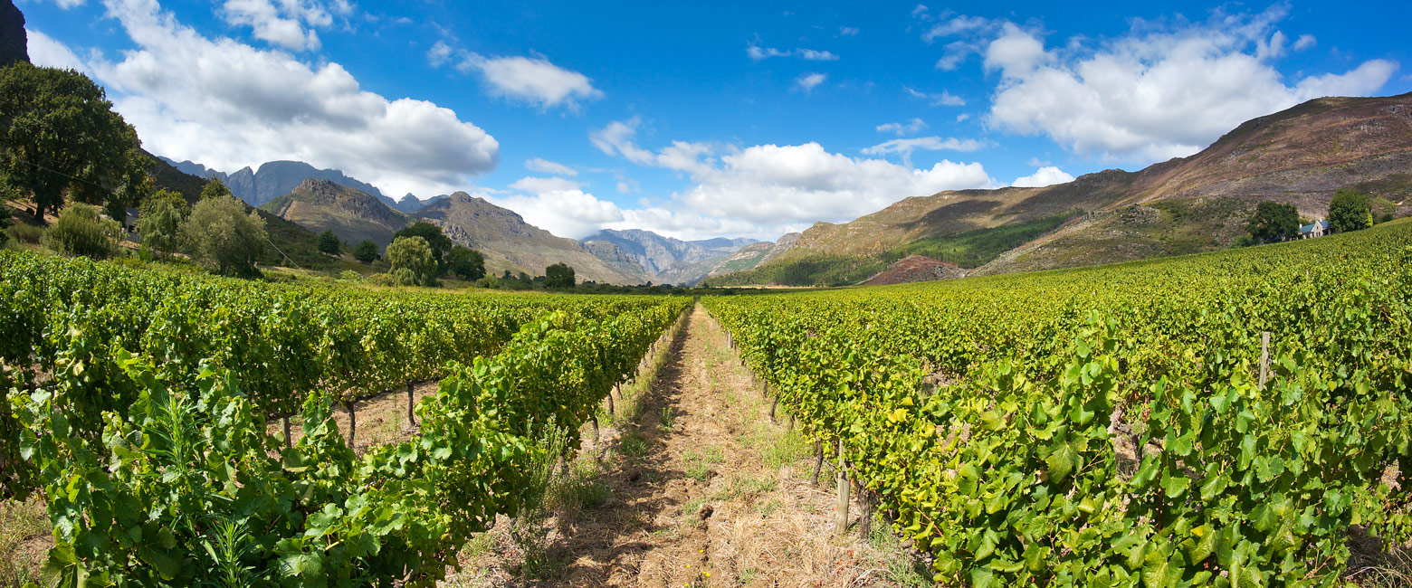 let us know your thoughts about South Africa and we will make sure to deliver the perfect safari 