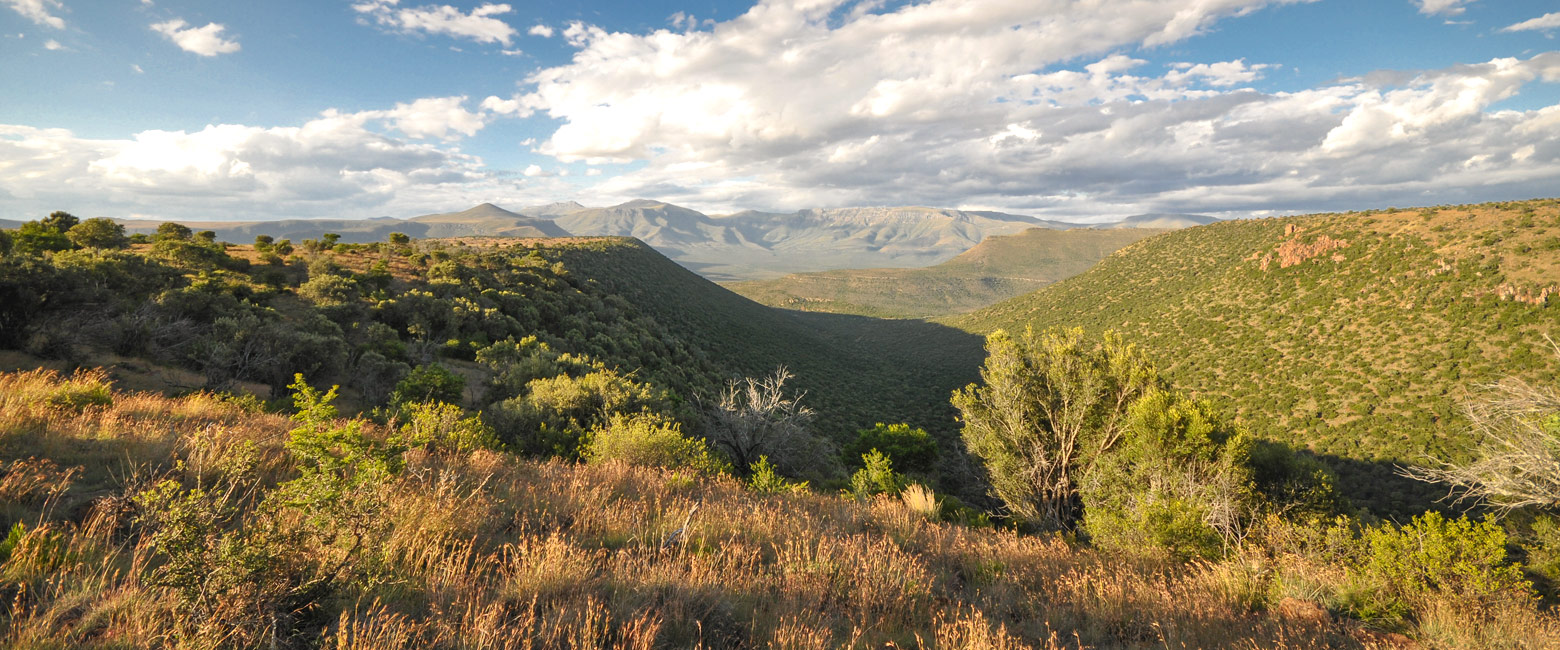 let us know your thoughts about South Africa and we will help you create the perfect safari