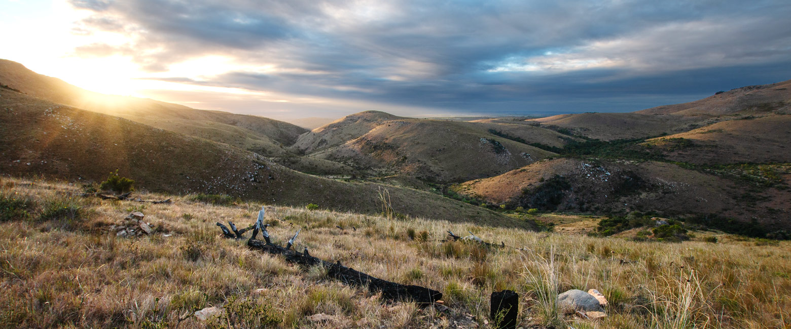 let us know your thoughts about South Africa and we will help you create the perfect safari