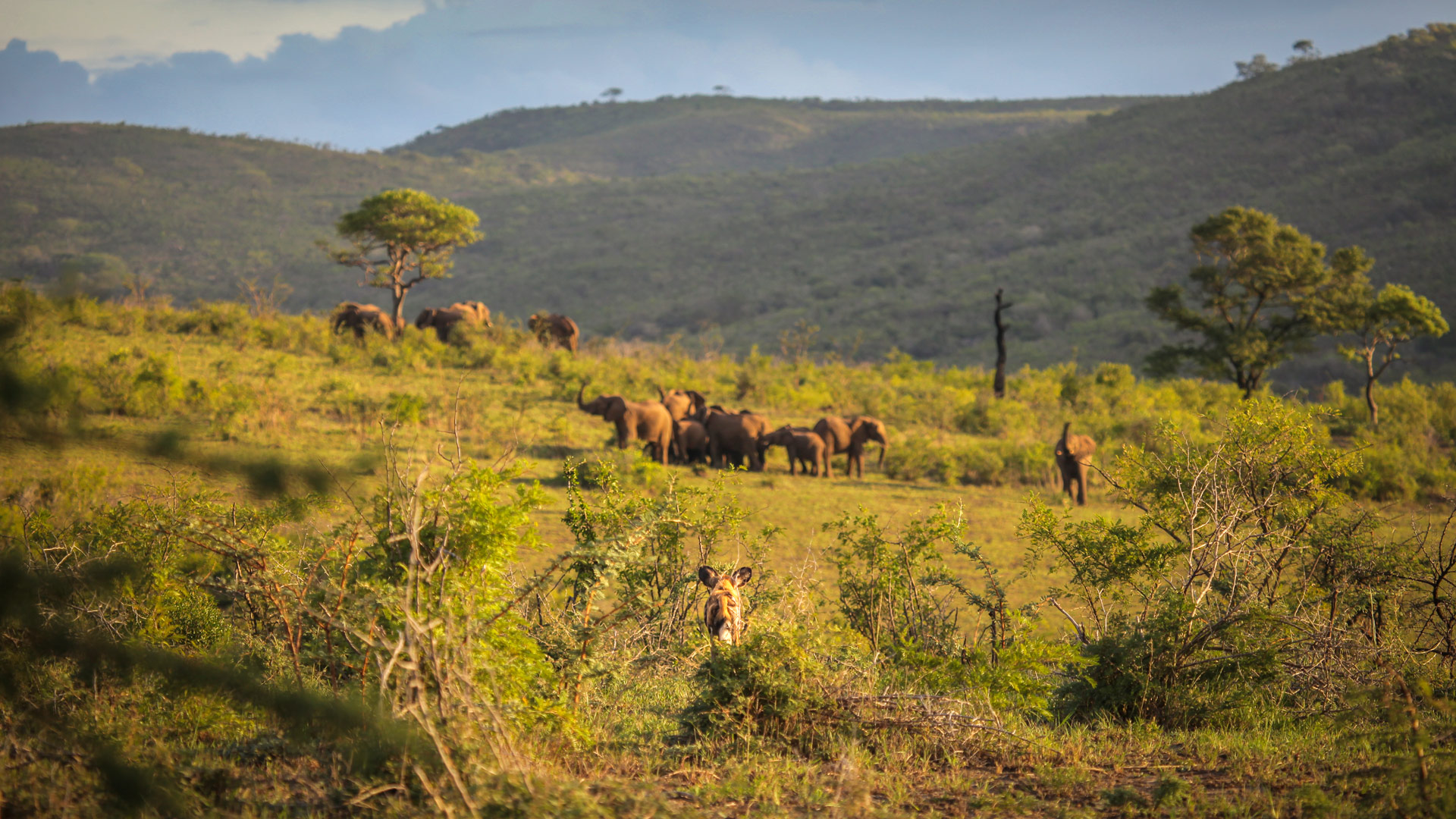 Safari to Hluhluwe Imfolozi