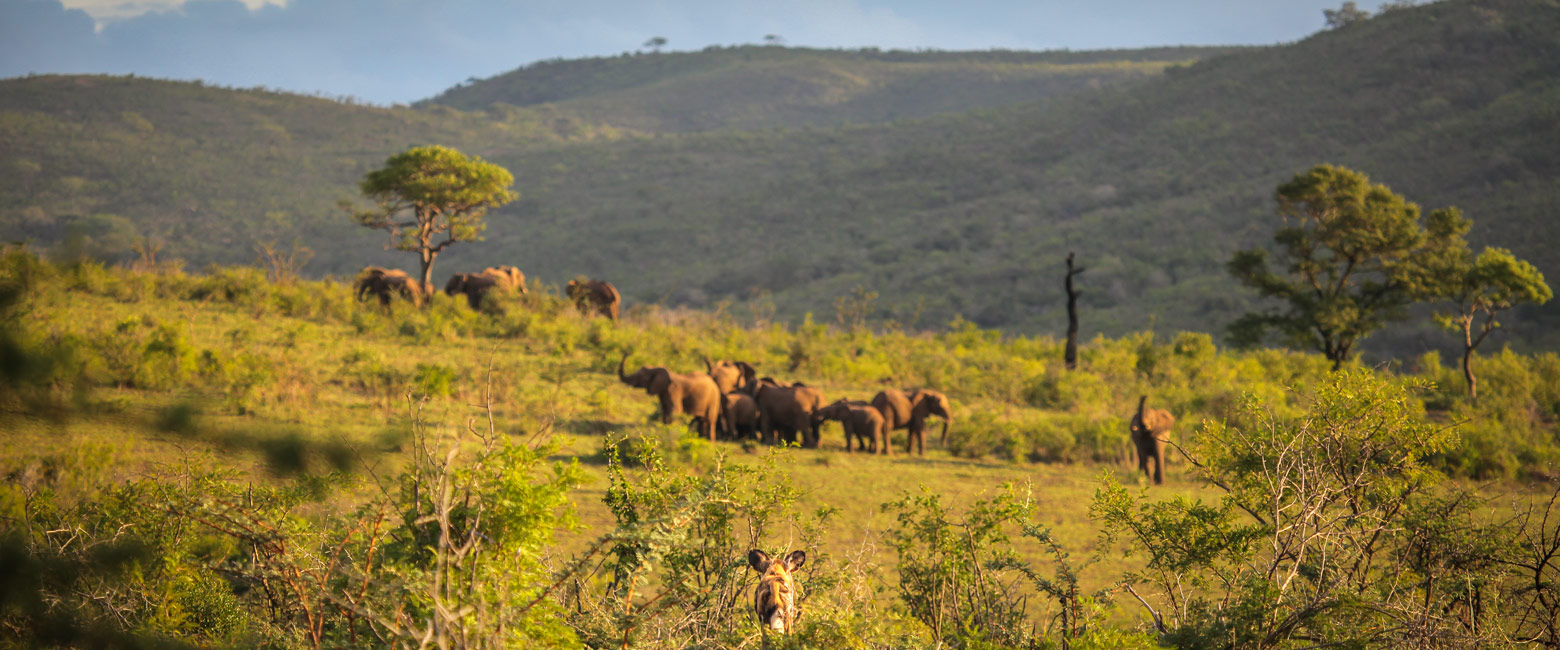 let us know your thoughts about South Africa and we will help you create the perfect safari