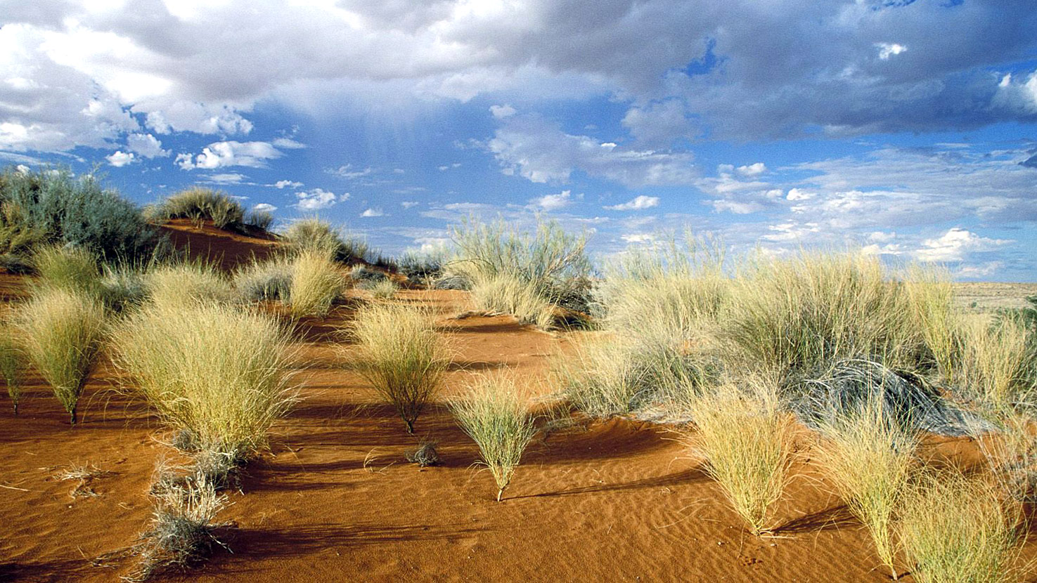 Safari to Kgalagadi South