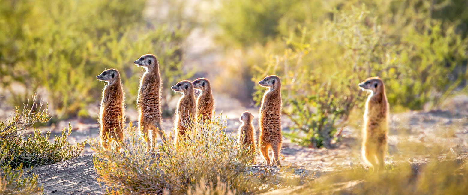 let us know your thoughts about South Africa and we help you create the perfect safari