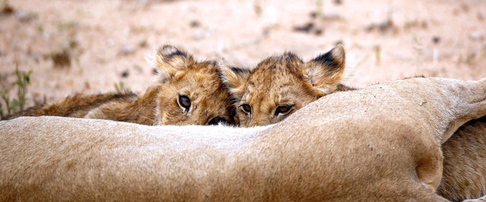 let us know your thoughts about South Africa and we will help you create the perfect safari