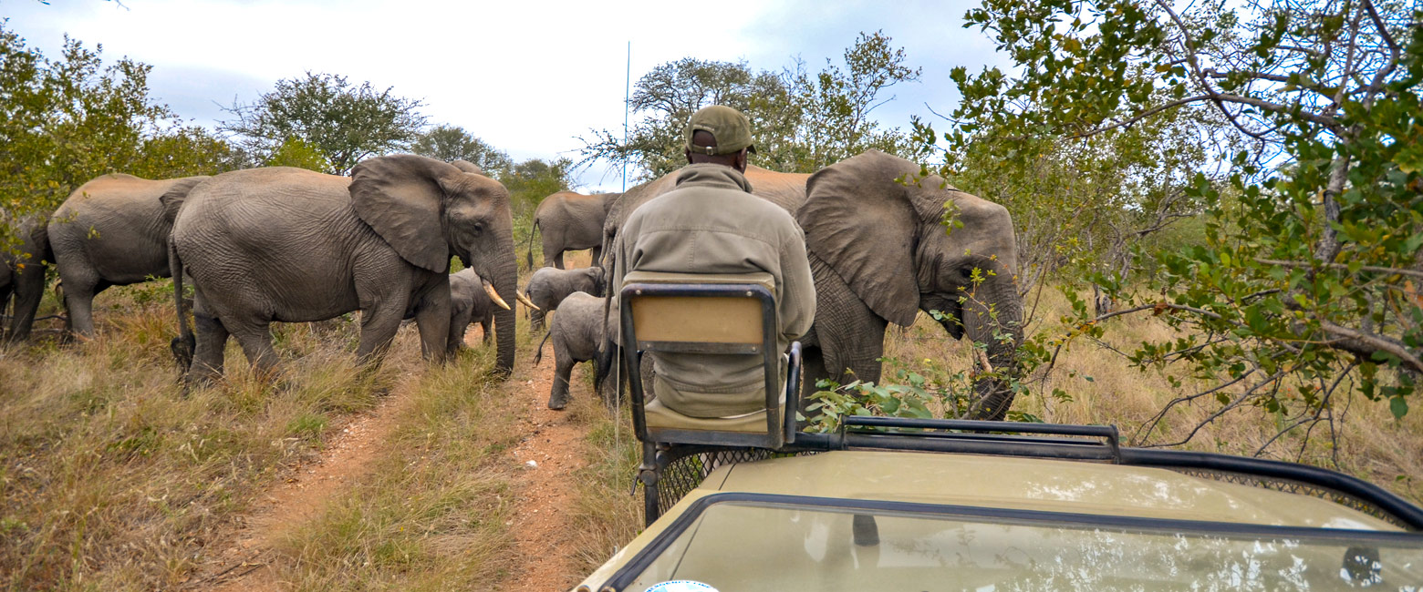 let us know your thoughts about South Africa and we will make sure to deliver the perfect safari