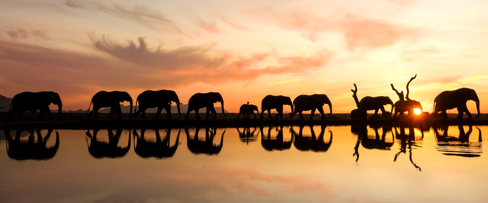 let us know your thoughts about South Africa and we will help you create the perfect safari