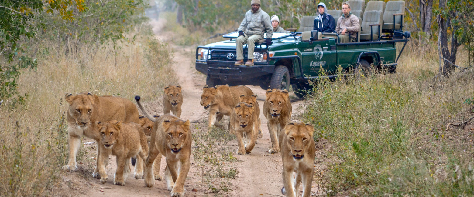 let us know your thoughts about South Africa and we will help you create the perfect safari