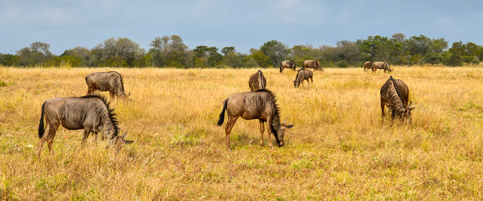 let us know your thoughts about South Africa and we will make sure to deliver the perfect safari