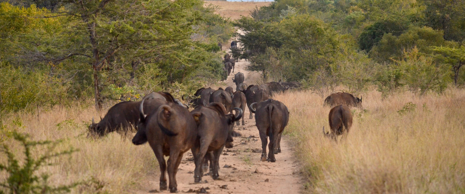 let us know your thoughts about South Africa and we will make sure to deliver the perfect safari