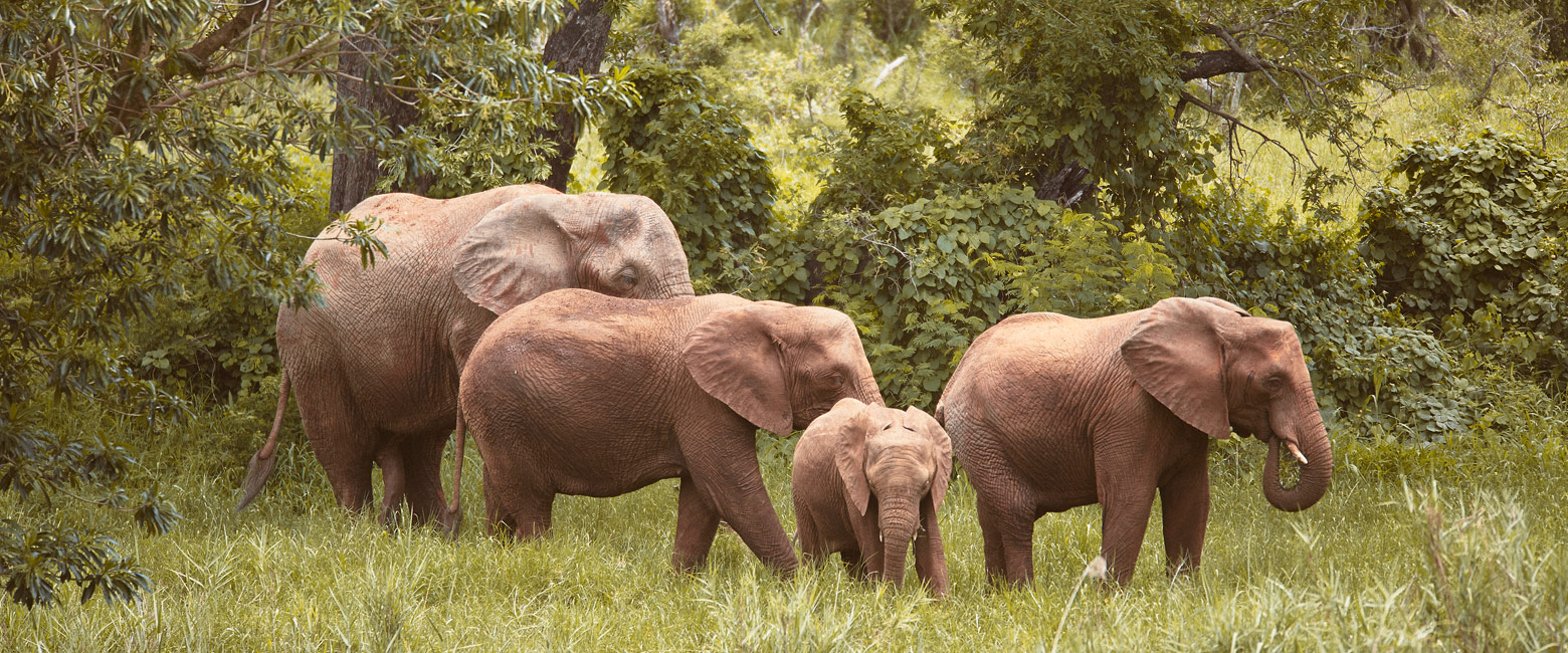 let us know your thoughts about South Africa and we will make sure to deliver the perfect safari