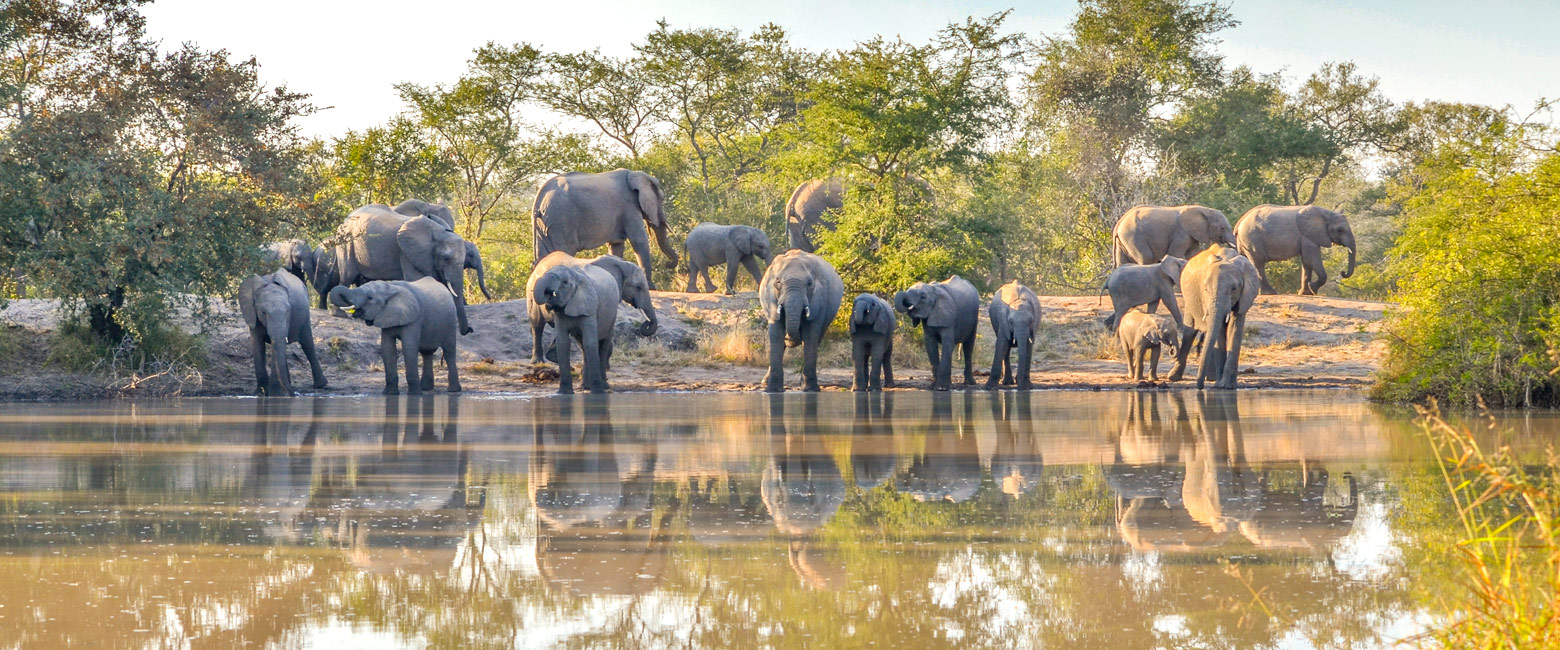let us know your thoughts about South Africa and we will help you create the perfect safari