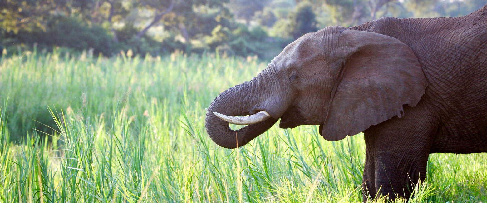 let us know your thoughts about South Africa and we will help you create the perfect safari 