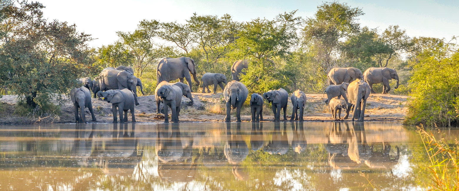 let us know your thoughts about South Africa and we will help you create the perfect safari 