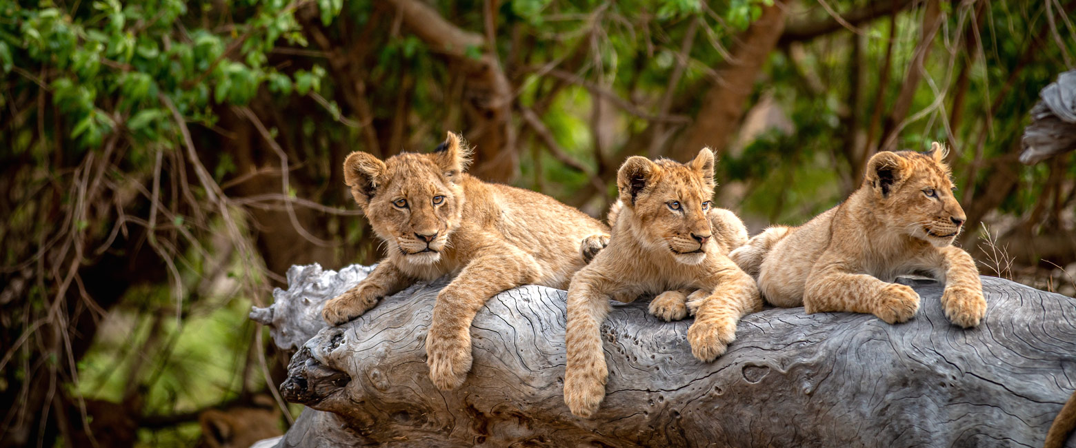 let us know your thoughts about South Africa and we will help you create the perfect safari