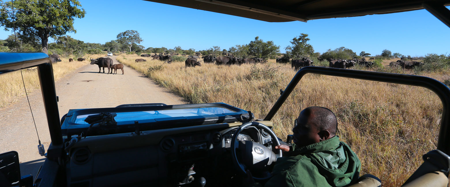 let us know your thoughts about South Africa and we will help you create the perfect safari