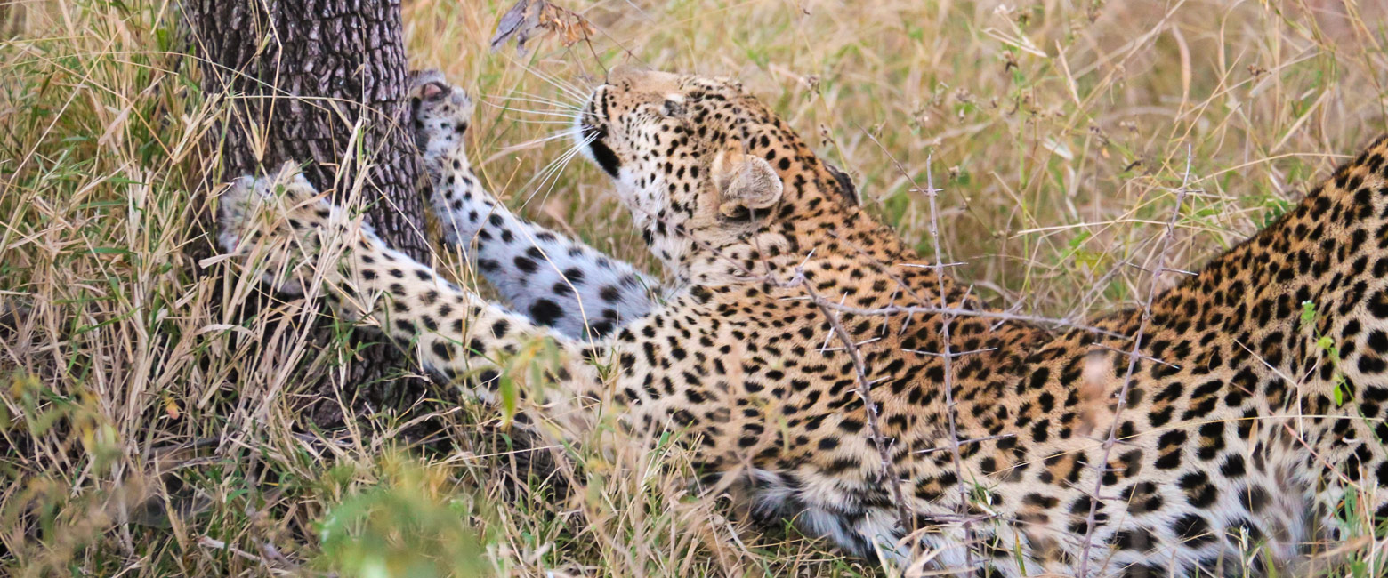 let us know your thoughts about South Africa and we will help you create the perfect safari