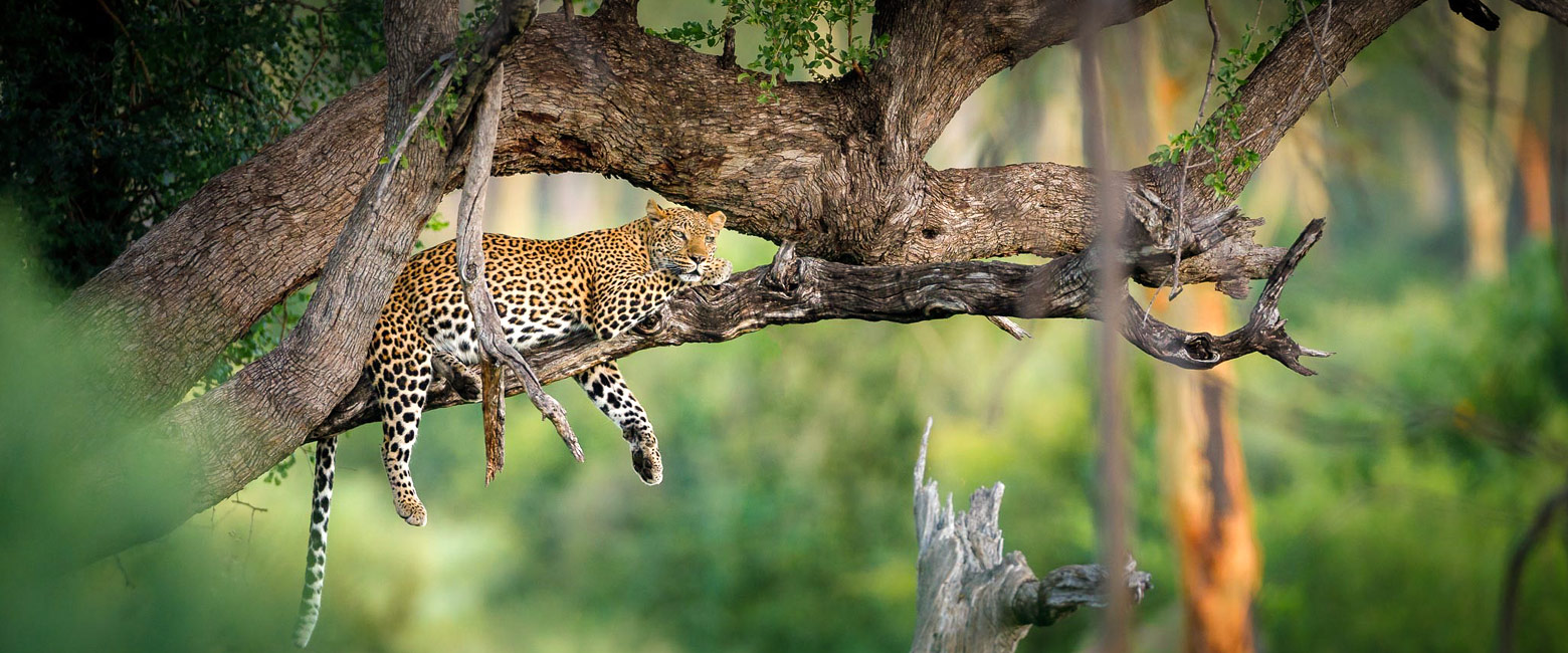 let us know your thoughts about South Africa and we will help you create the perfect safari