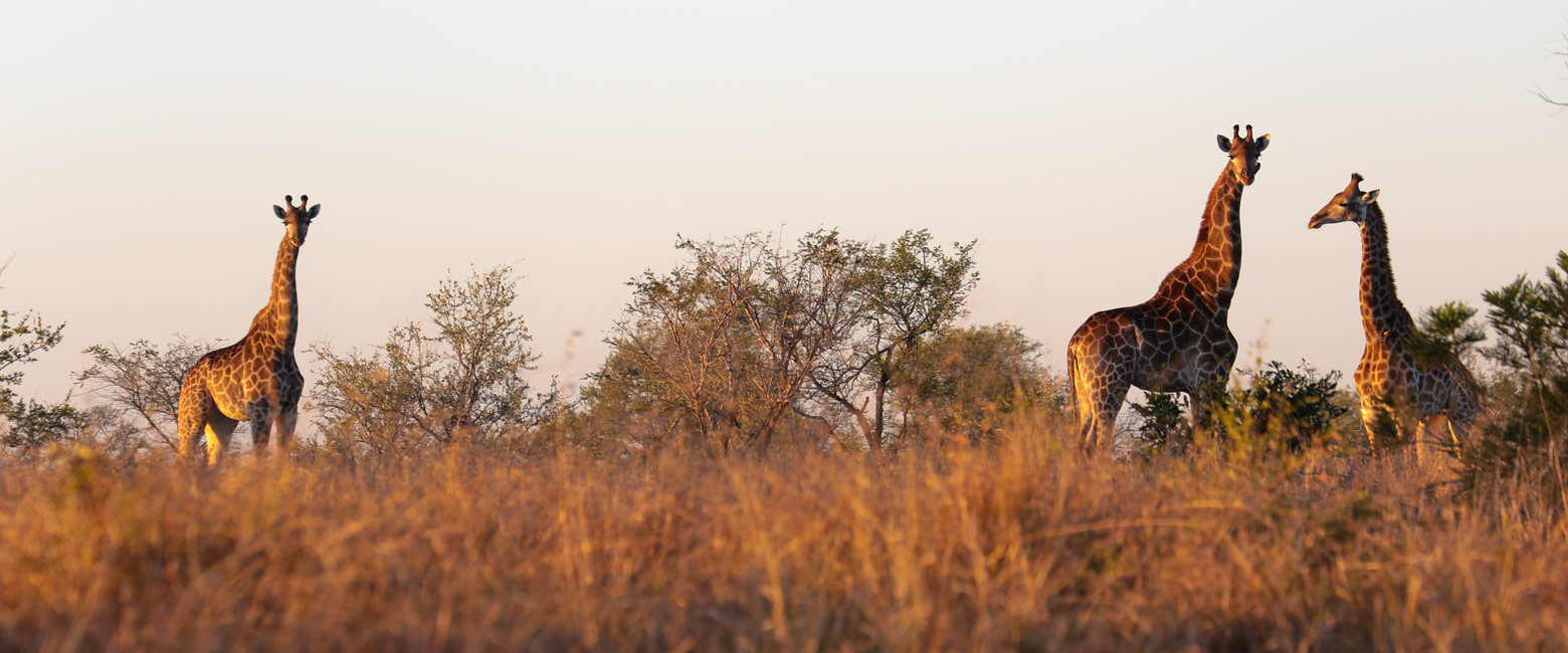 let us know your thoughts about South Africa and we will help you create the perfect safari