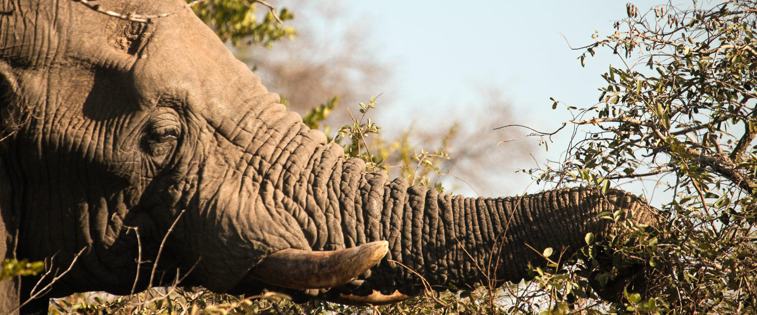 let us know your thoughts about South Africa and we will help you create the perfect safari