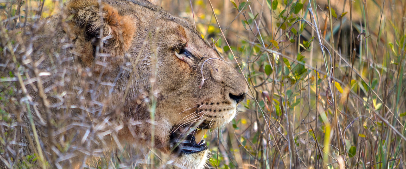 is a small fenced reserve west of Kruger