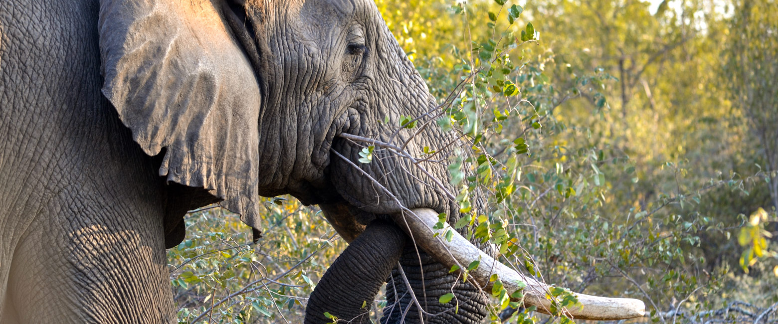let us know your thoughts about South Africa and we will help you create the perfect safari