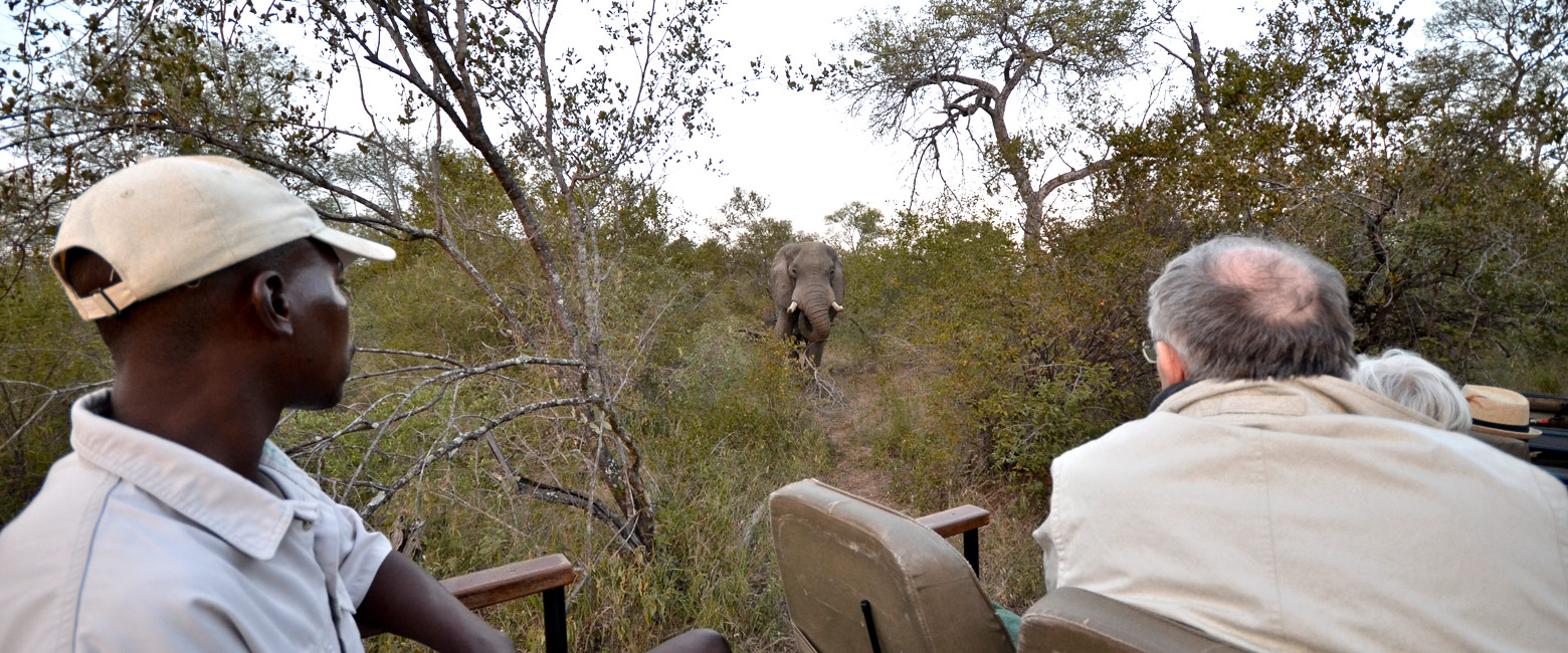 let us know your thoughts about South Africa and we will make sure to deliver the perfect safari 