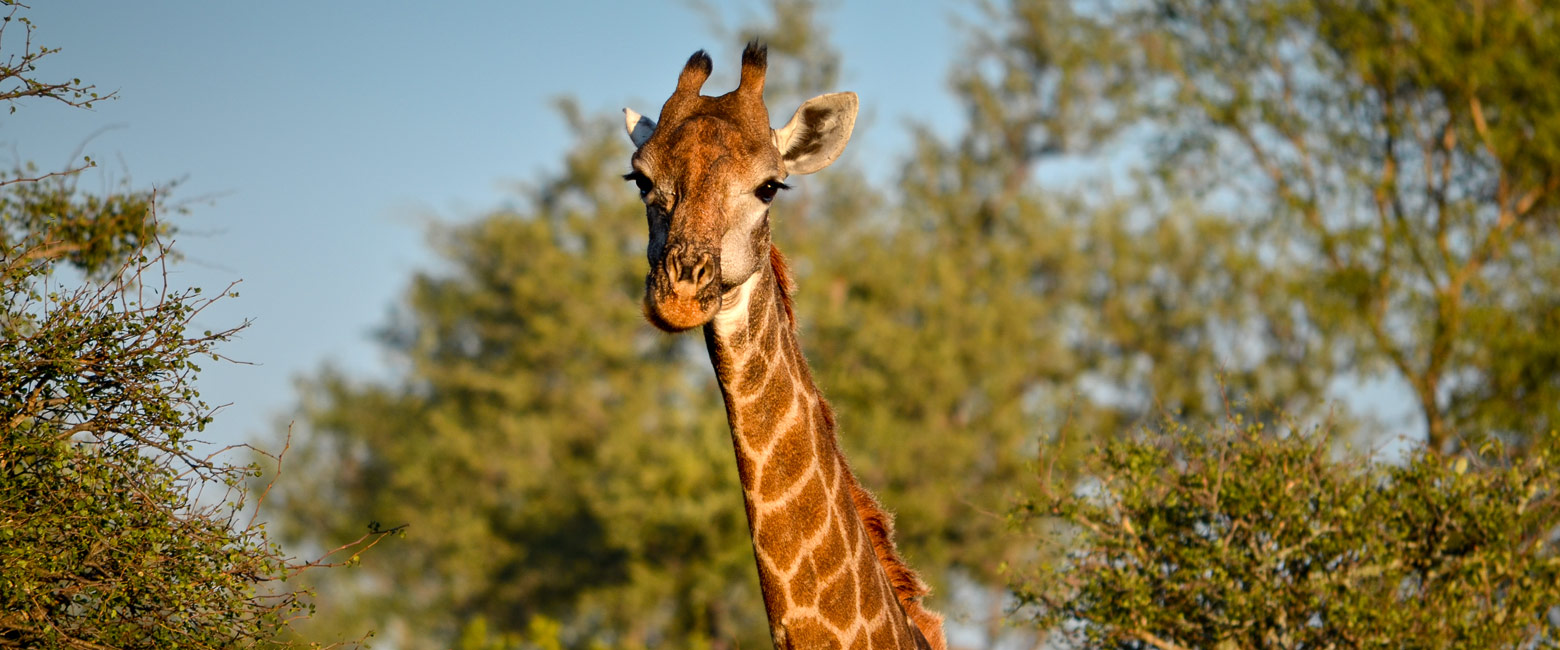 let us know your thoughts about South Africa and we will help you create the perfect safari