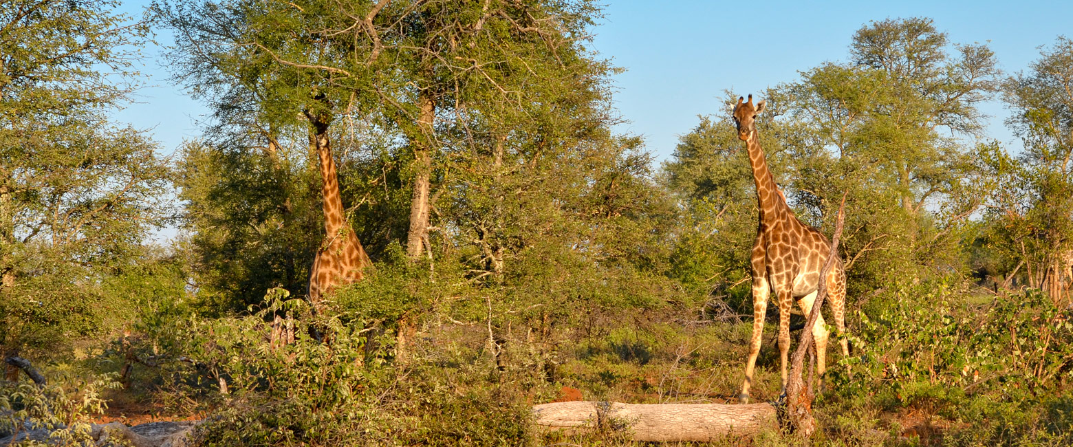 let us know your thoughts about South Africa and we will help you create the perfect safari 