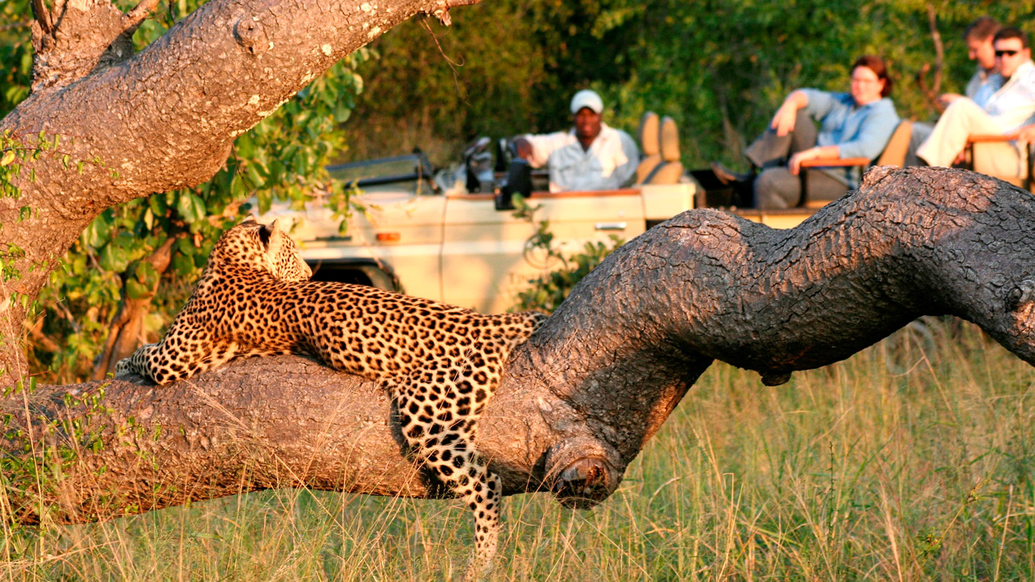Safari to Manyeleti