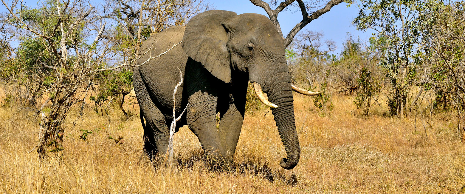 let us know your thoughts about South Africa and we will help you create the perfect safari