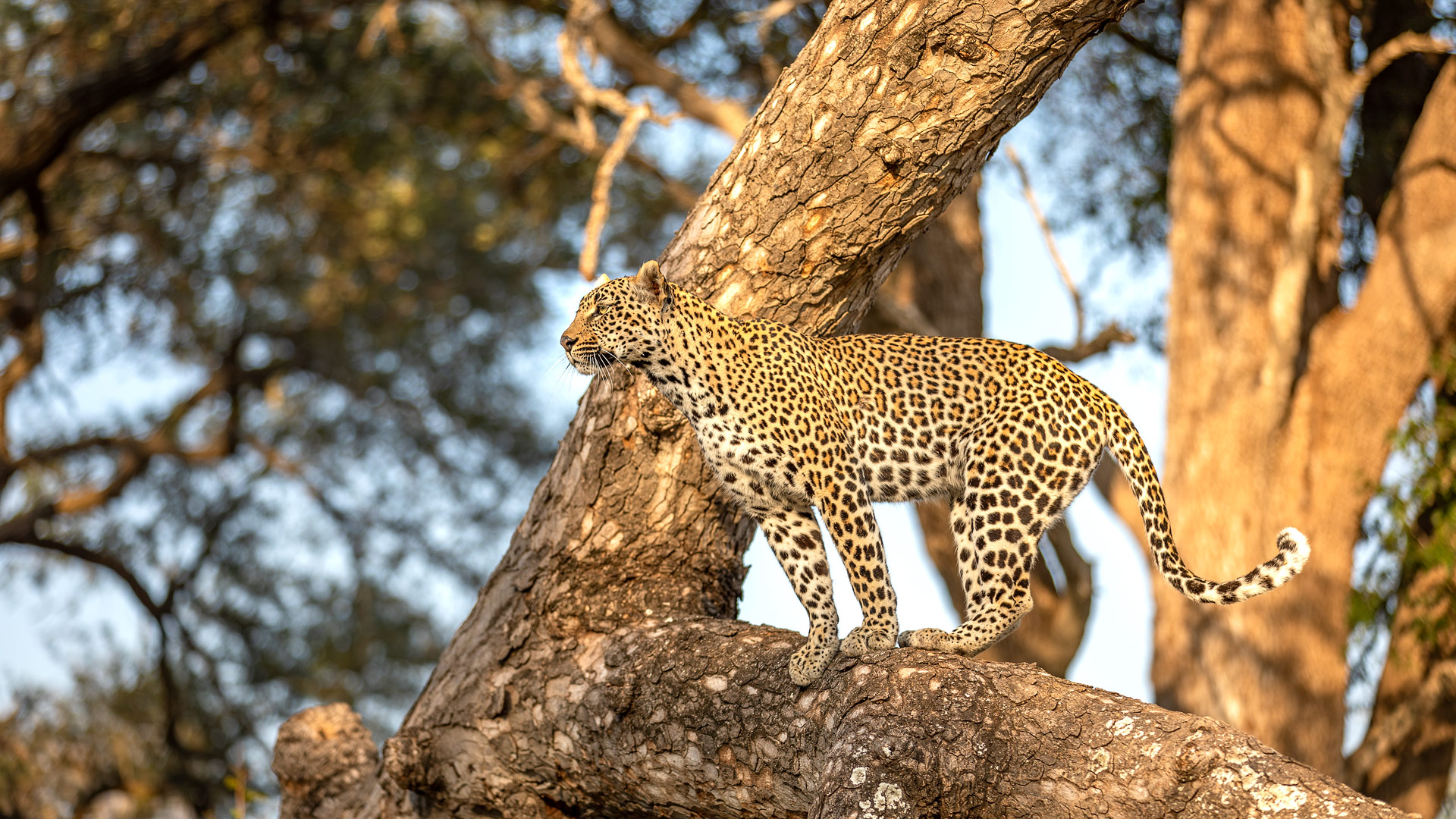 Safari to Sabi Sand Reserve