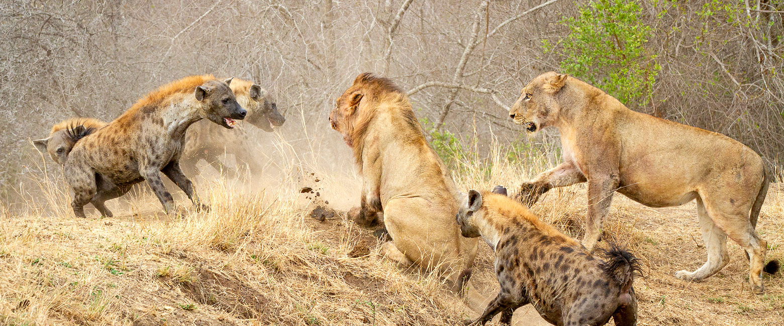 is the best private safari reserve in the great Kruger area 