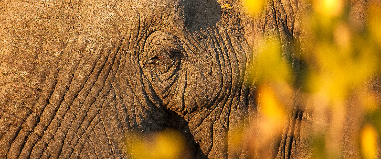 let us know your thoughts about South Africa and we will help you build the perfect safari 