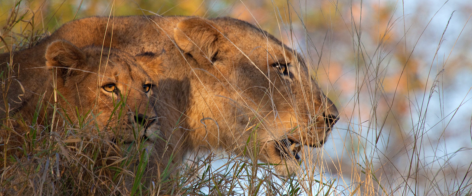 let us know your thoughts about South Africa and we will help you create the perfect safari 