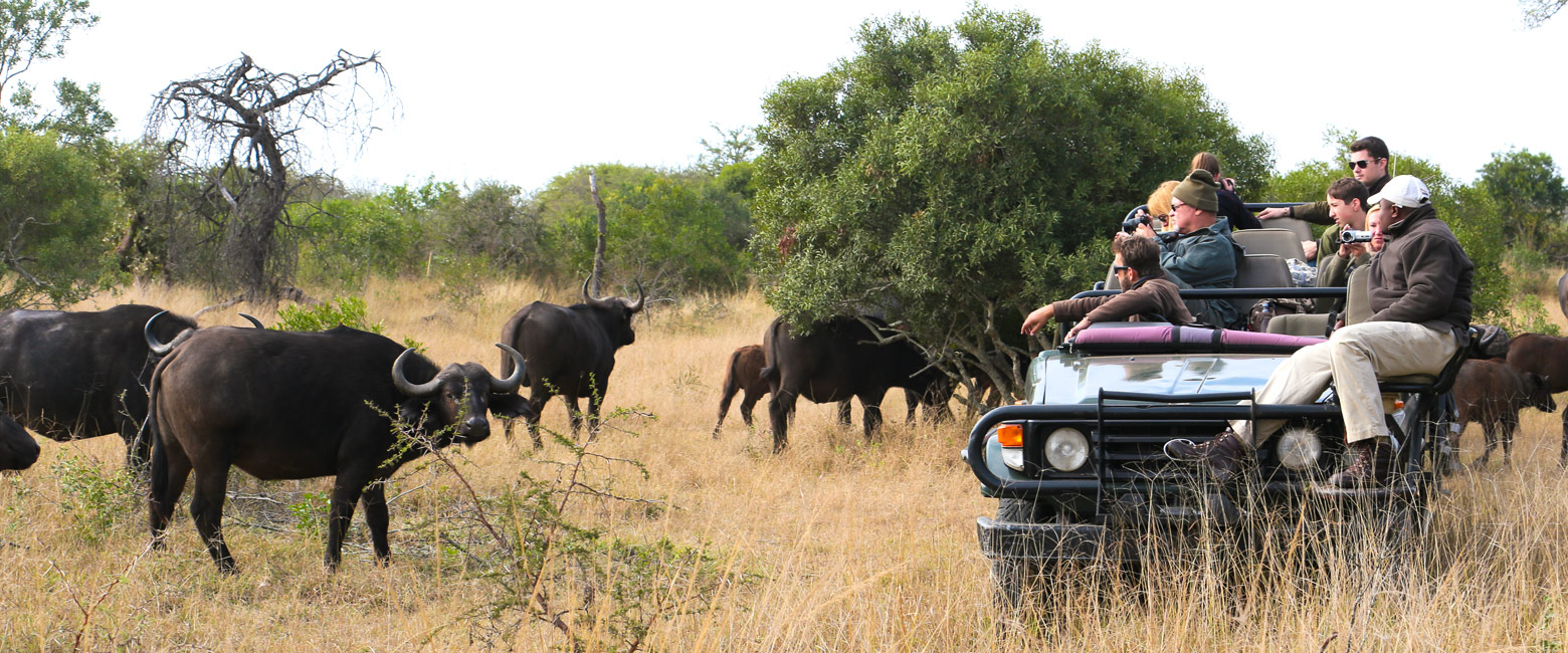 let us know your thoughts about South Africa and we help you create the perfect safari