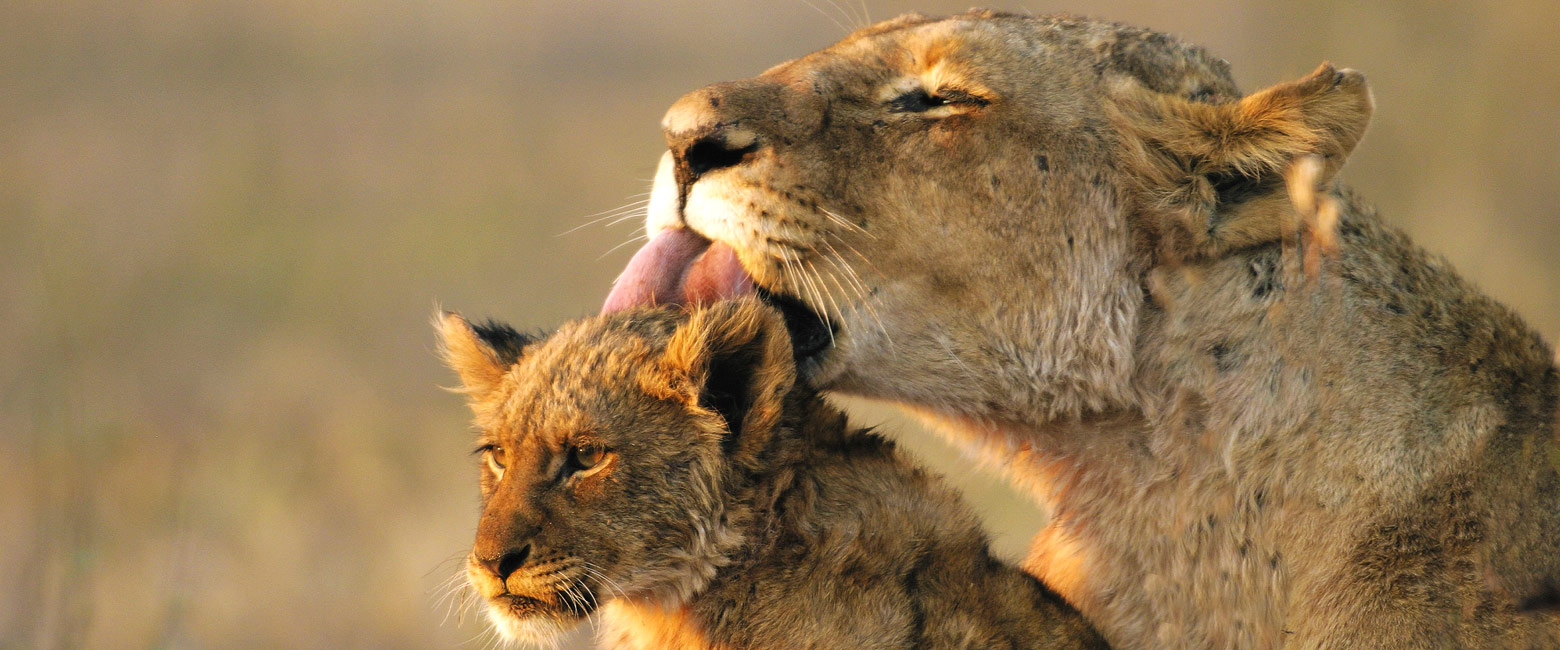 is a ell-priced property on the Sabi Sand Reserve