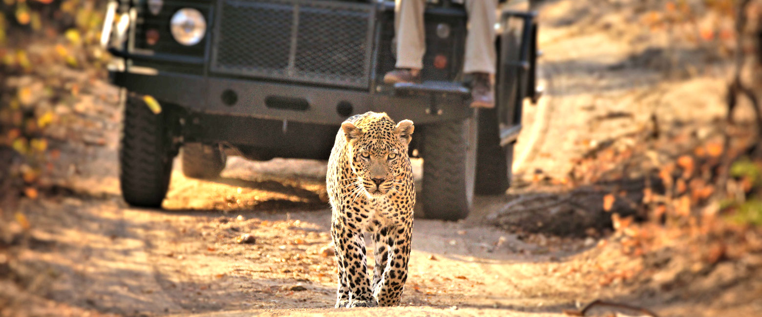 let us know your thoughts about South Africa and we will make sure to deliver the perfect safari