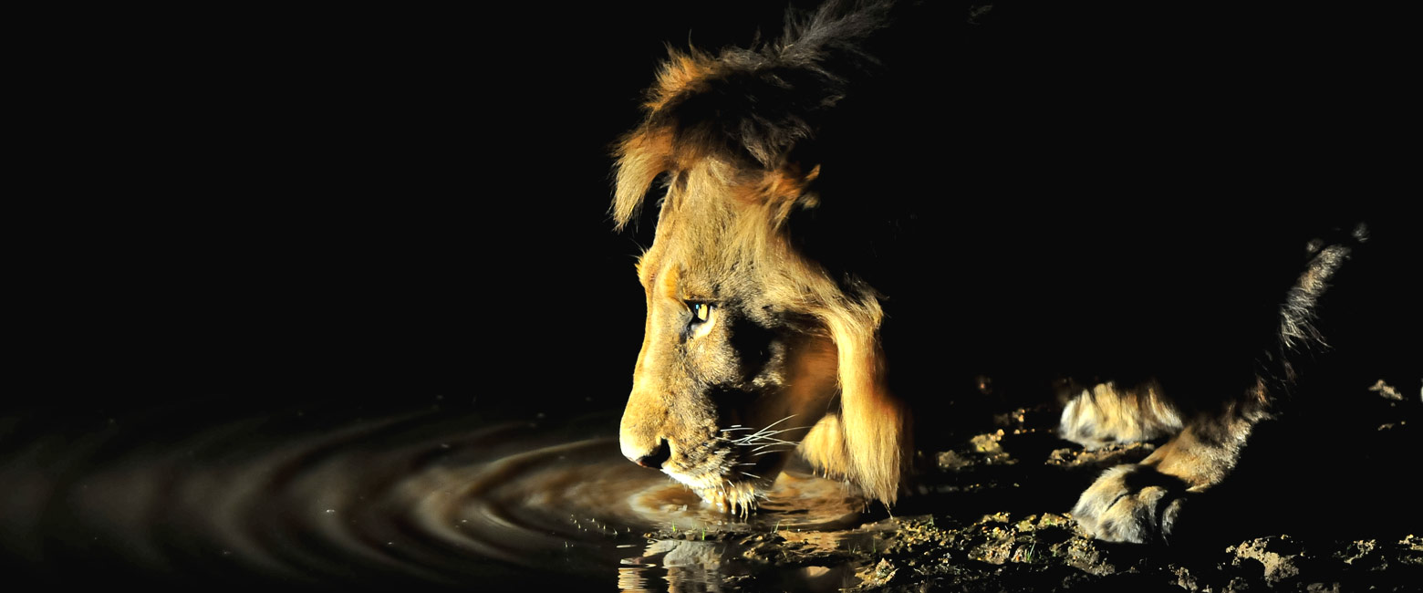 let us know your thoughts about South Africa and we will make sure to deliver the perfect safari 