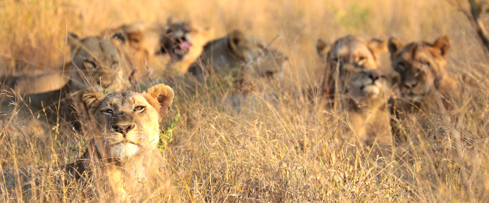 let us know your thoughts about South Africa and we will help you create the perfect safari
