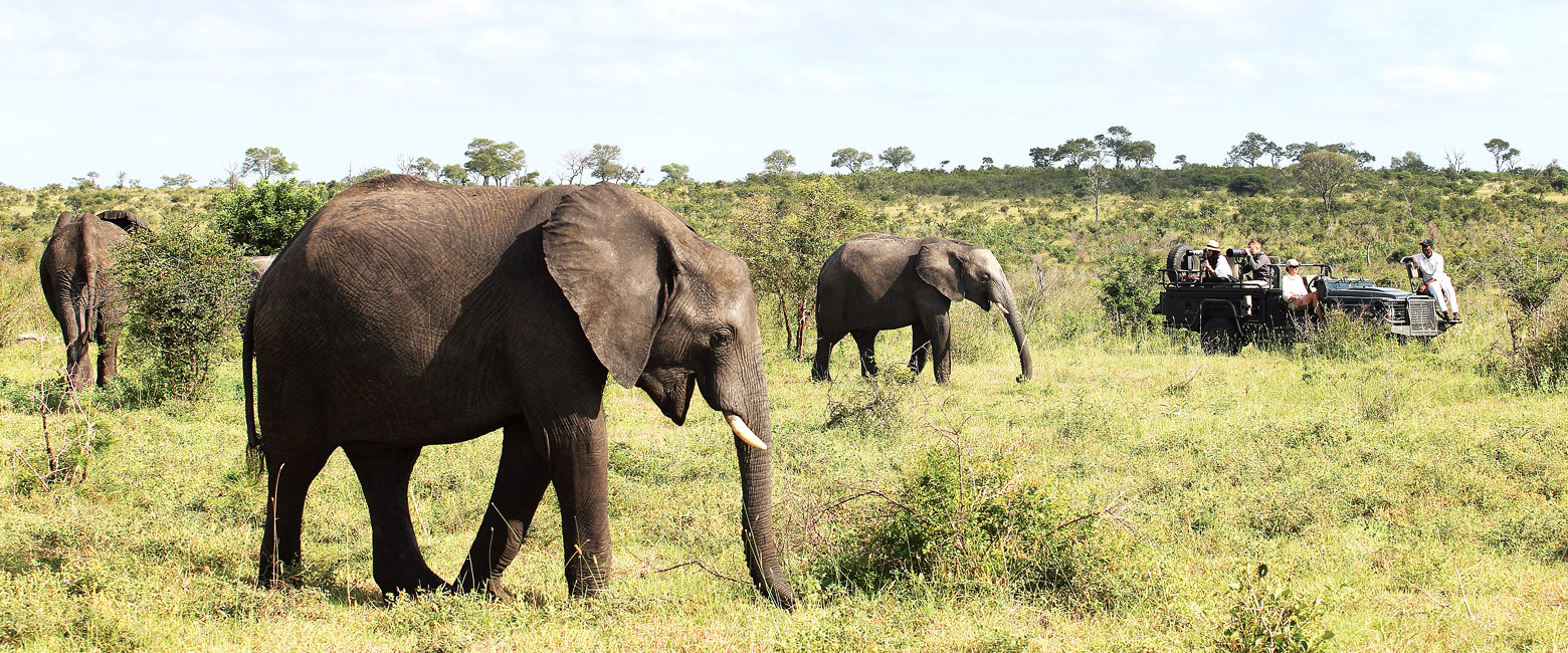 let us know your thoughts about South Africa and we will help you create the perfect safari