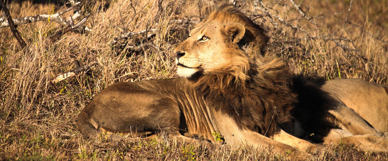 let us know your thoughts about South Africa and we will help you create the perfect safari