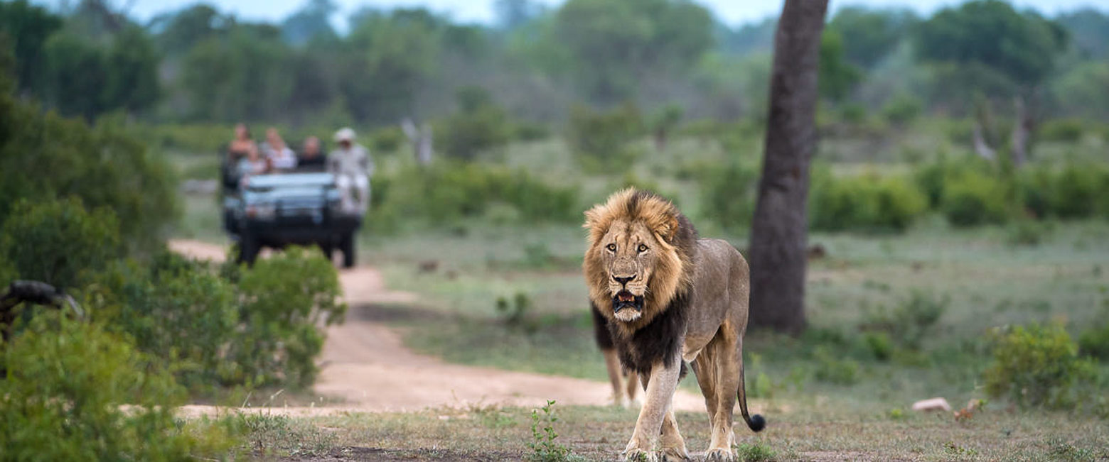 let us know your thoughts about South Africa and we will help you create the perfect safari