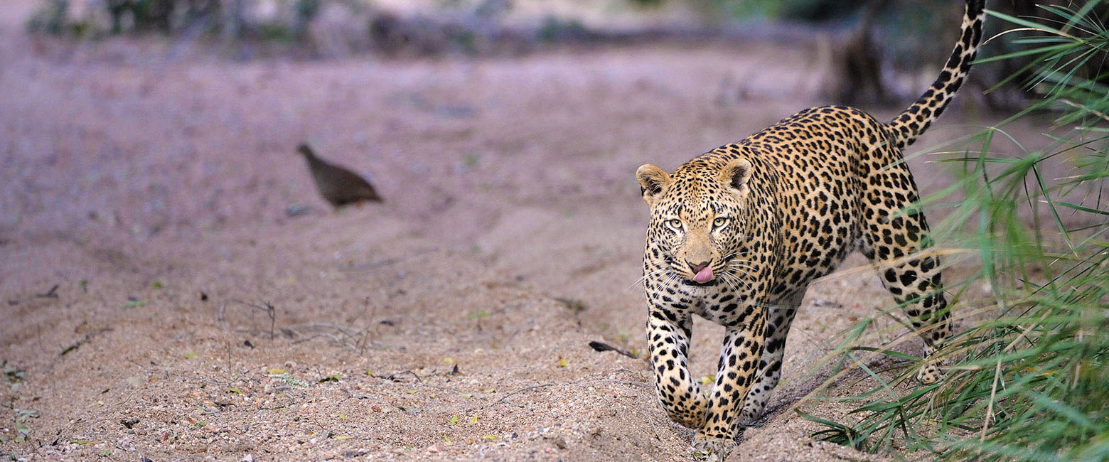 let us know your thoughts about South Africa and we will help you create the perfect safari 